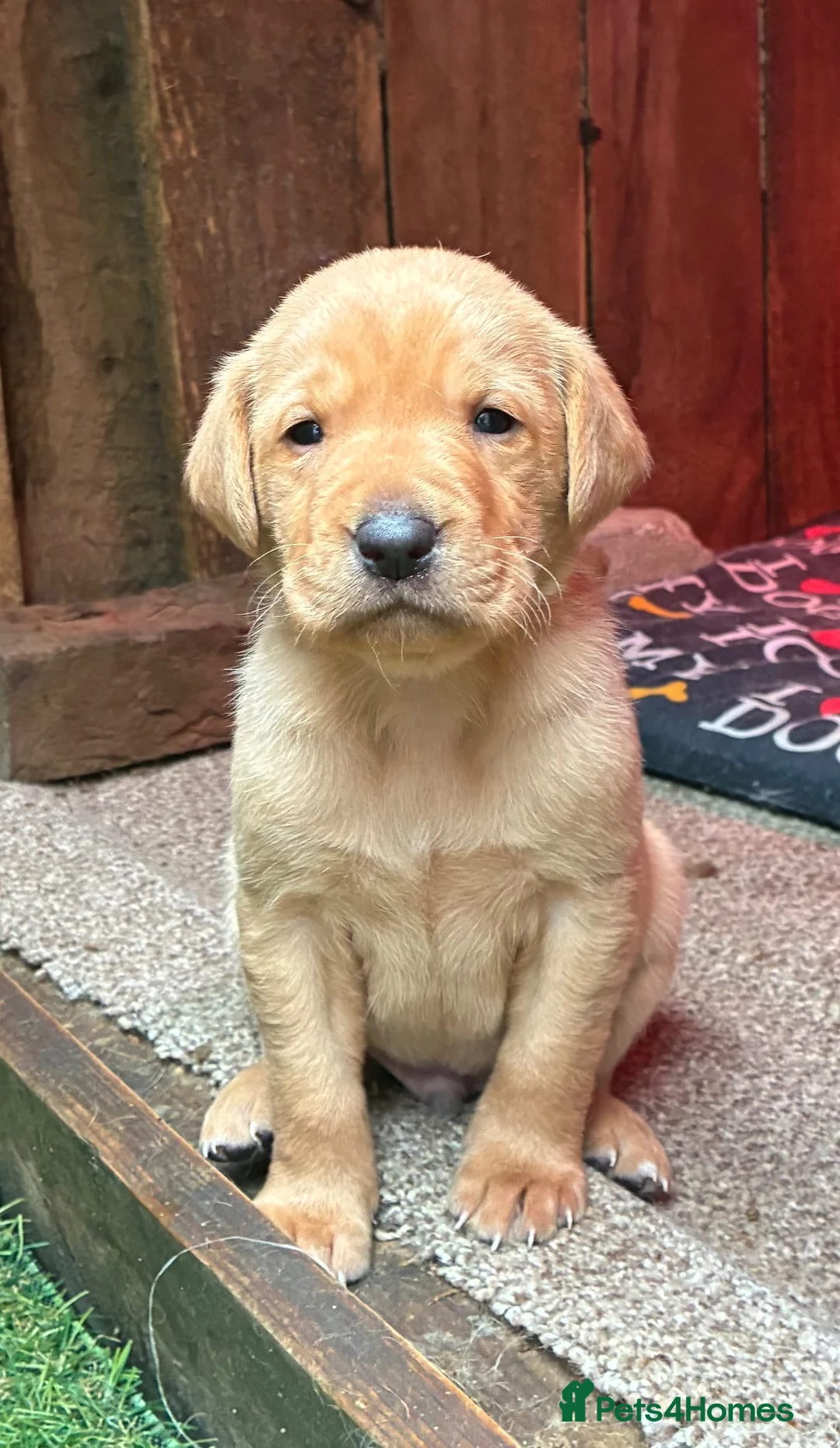 Labrador Retriever dogs for sale: KC registered Red Labrador puppies in Middlewich - Advert 2