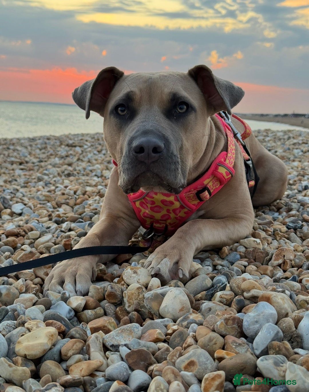 Mixed Breed dogs for sale: 🐾 BONNIE – LARGE BREED EXPERIENCE HOME NEEDED 🐾 - Advert 3