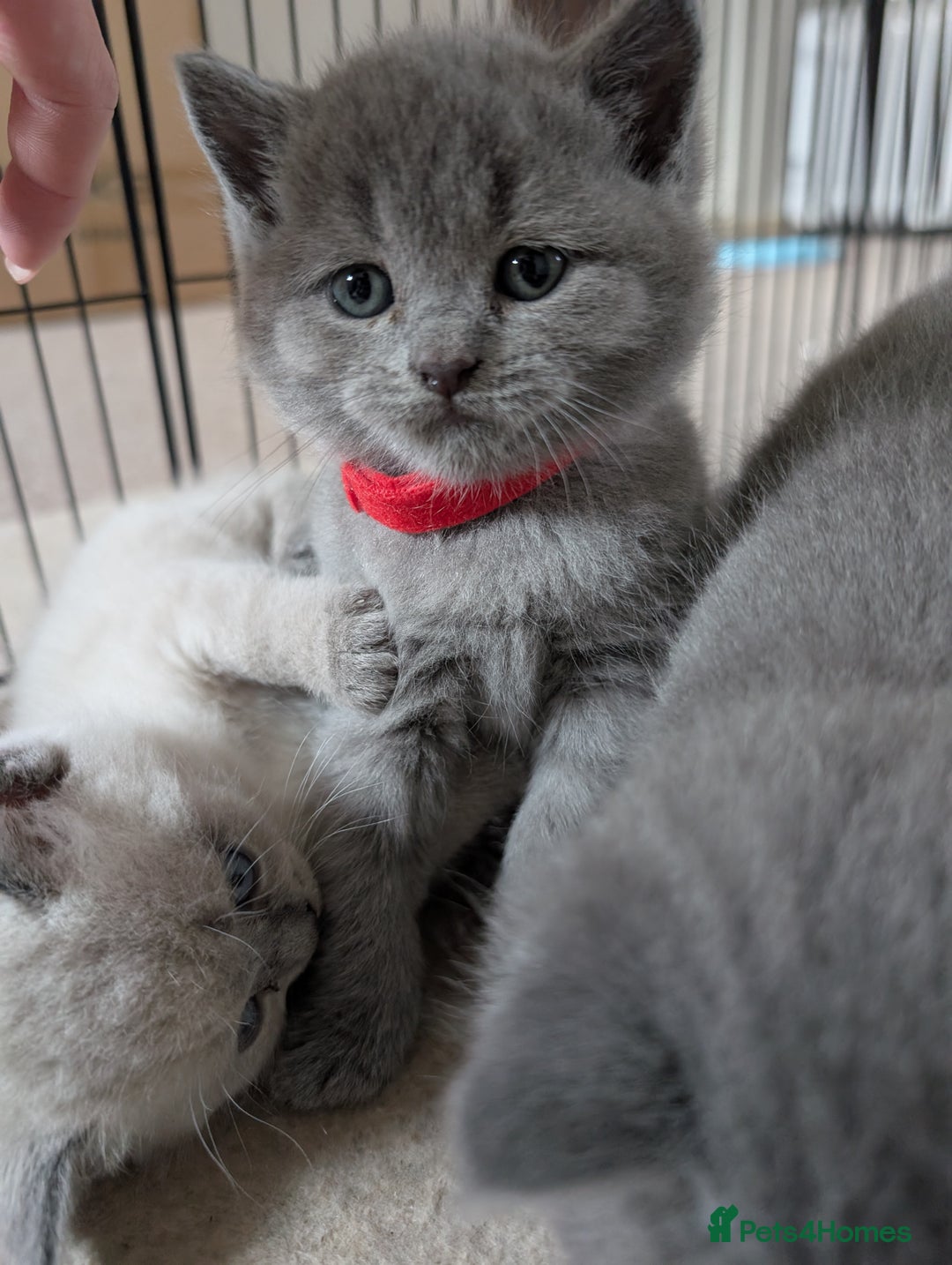 British Shorthair cats for sale: Two remaining British blue shorthair kittens  - Image 15