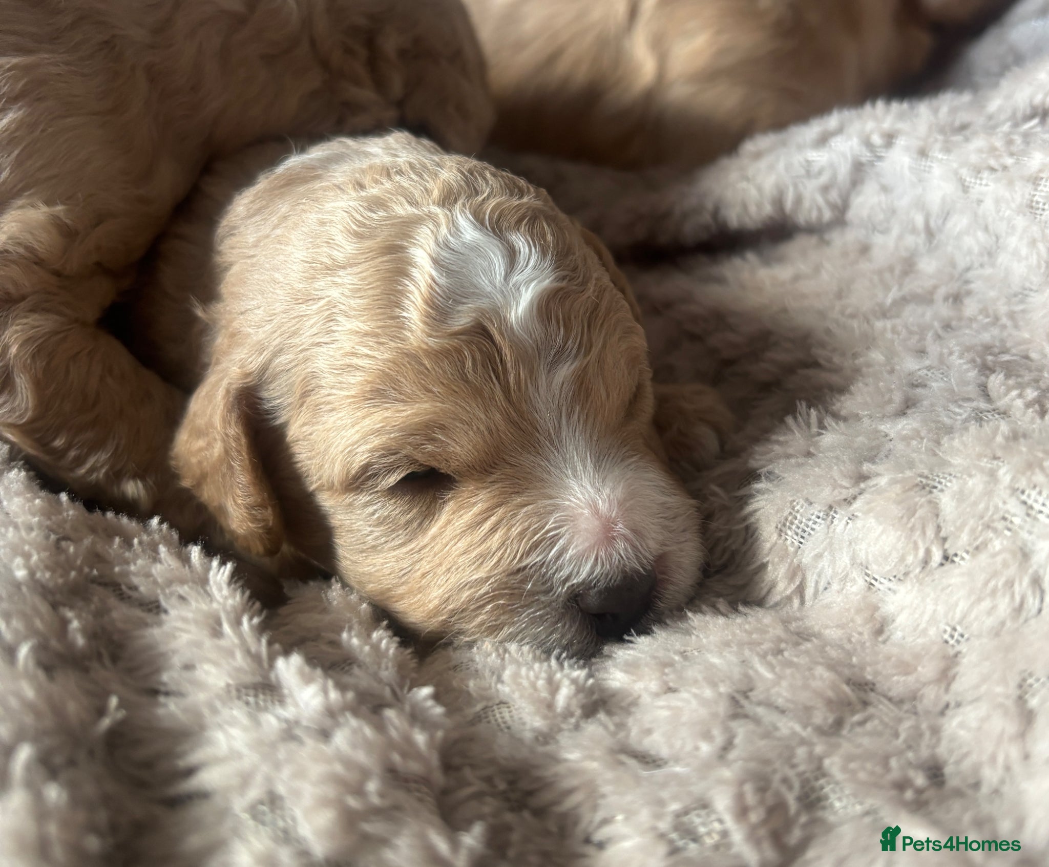 Cockapoo dogs Gorgeous f1b puppies  - Advert 7