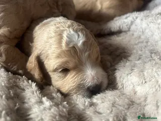 Cockapoo dogs Gorgeous f1b puppies - Advert 1