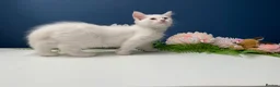 Siberian cats for sale: BEAUTIFUL LYNX POINT X SIBERIAN BABIES  - Advert 9