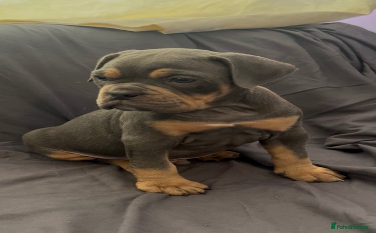 Olde English Bulldogge dogs - Advert 3
