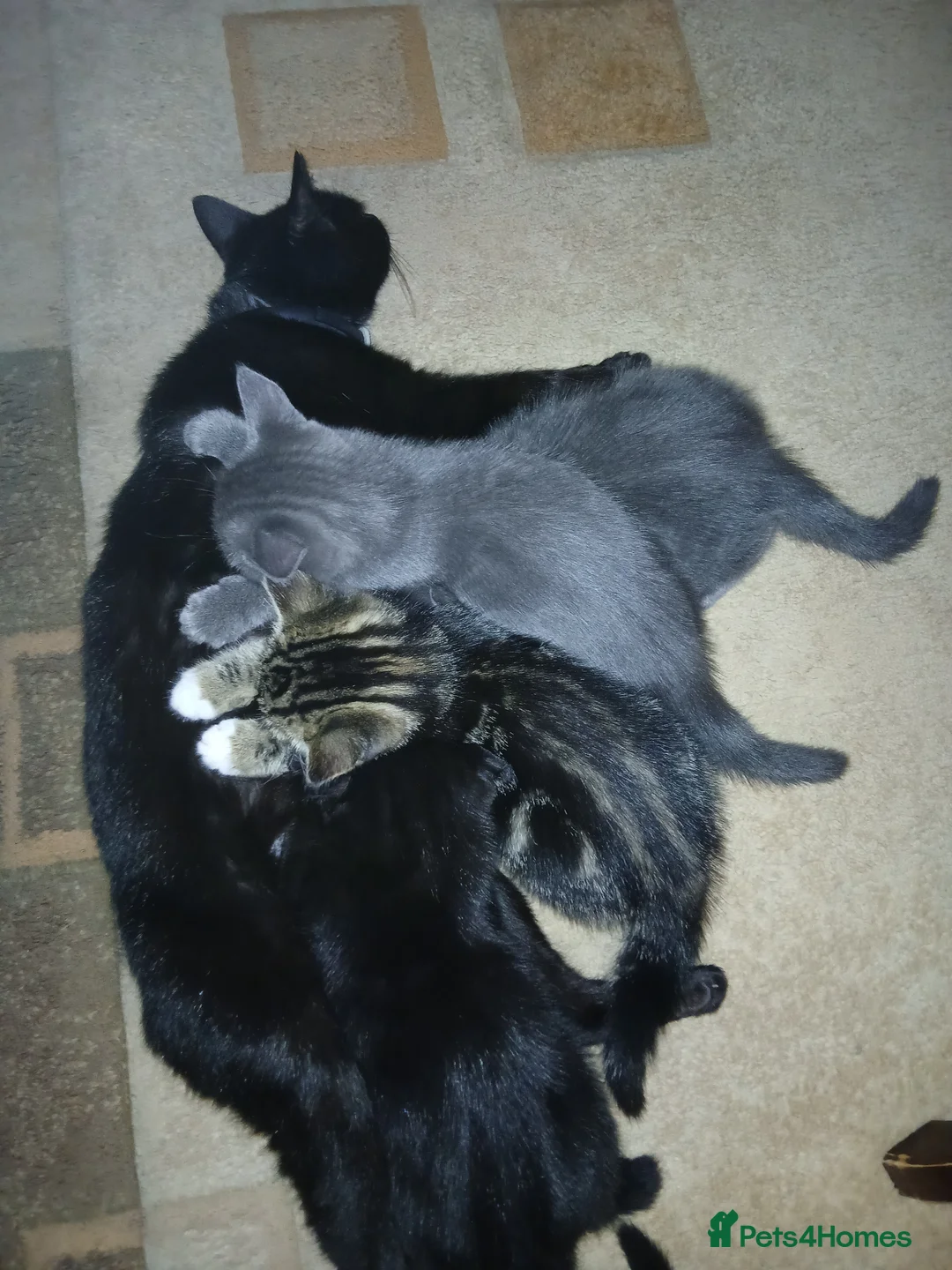 Mixed Breed cats for sale: British Blue mixed kittens - Advert 2