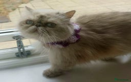 Persian cats for sale: Pure Persian 11 month old girl available now - Image 7