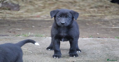 Borador dogs Labrador x Collie puppies - Advert 3