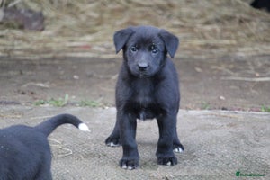 Borador dogs Labrador x Collie puppies - Advert 3