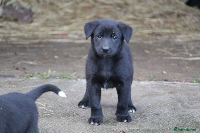 Borador dogs - Advert 2