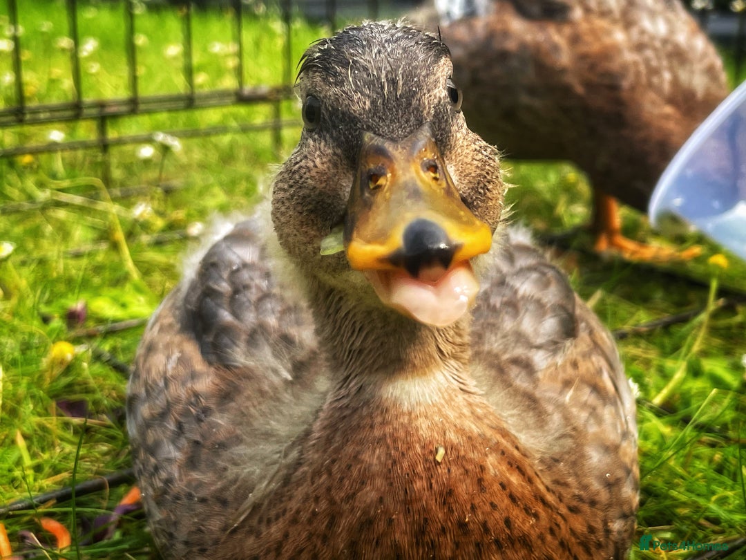 Ducks poultry for sale: Two Call Duck Drakes - Advert 9