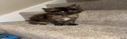 Maine Coon cats for sale: Maine coon kittens TICA  - Advert 15