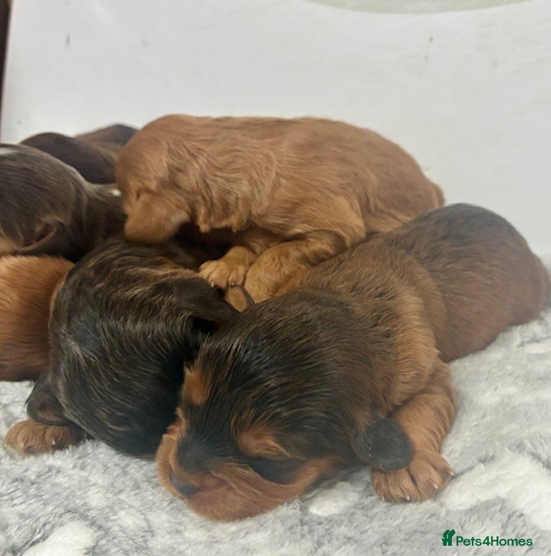 Cavapoo dogs for sale: 🌟 Outstanding Cavapoo puppies 🌟 - Advert 3