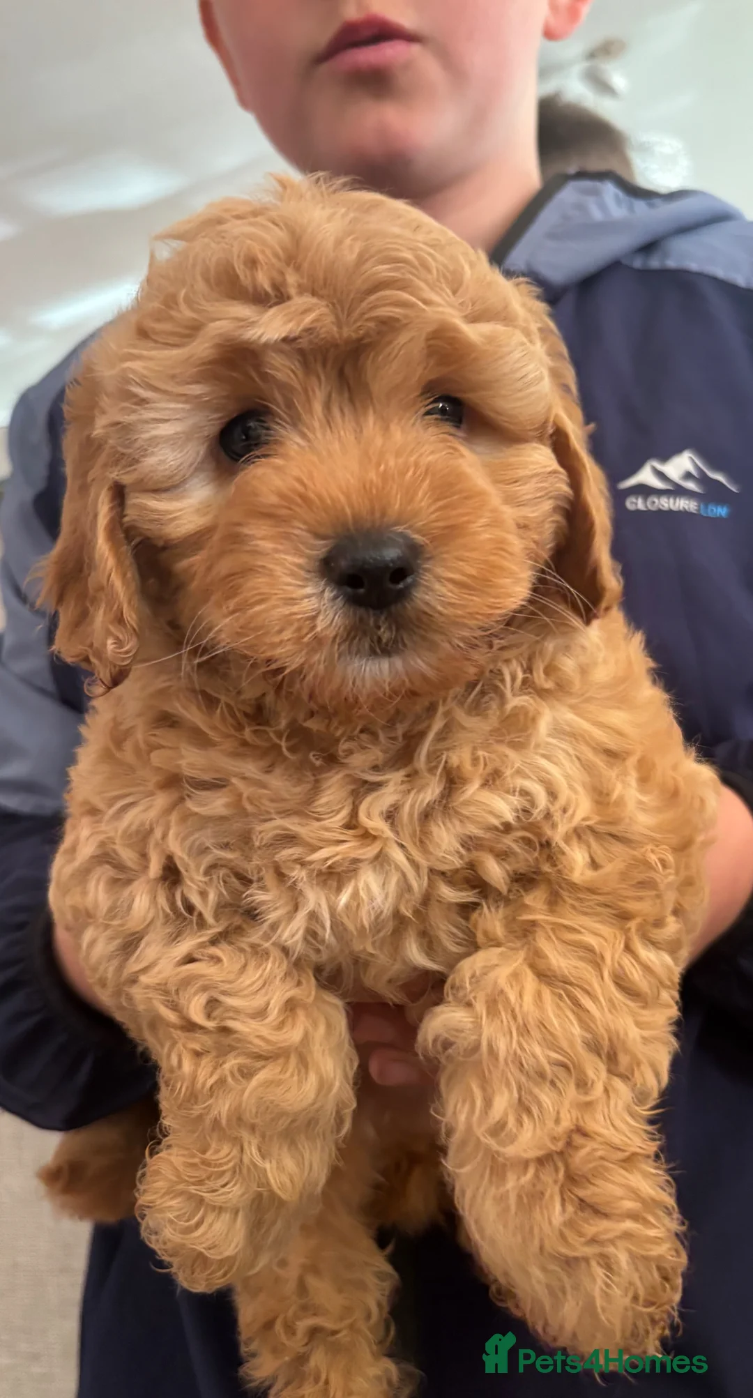 Cockapoo dogs for sale: Cokapoo f1b - Advert 2