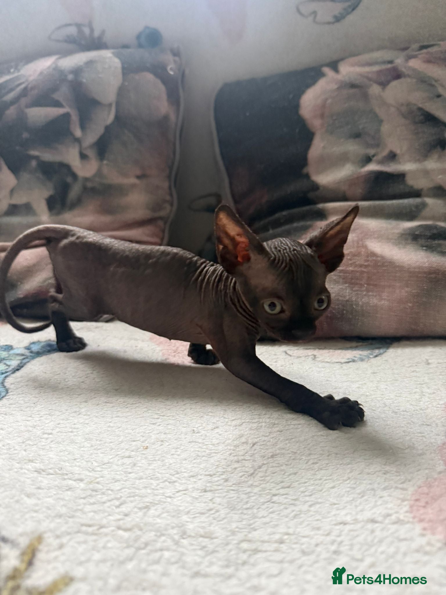 Sphynx cats Sphynx kittens  - Advert 1