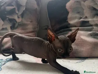 Sphynx cats Sphynx kittens - Advert 6