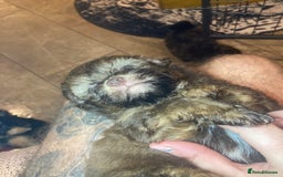 Shihpoo dogs for sale: Payment plans available Toy shihpoo puppies  - Image 12