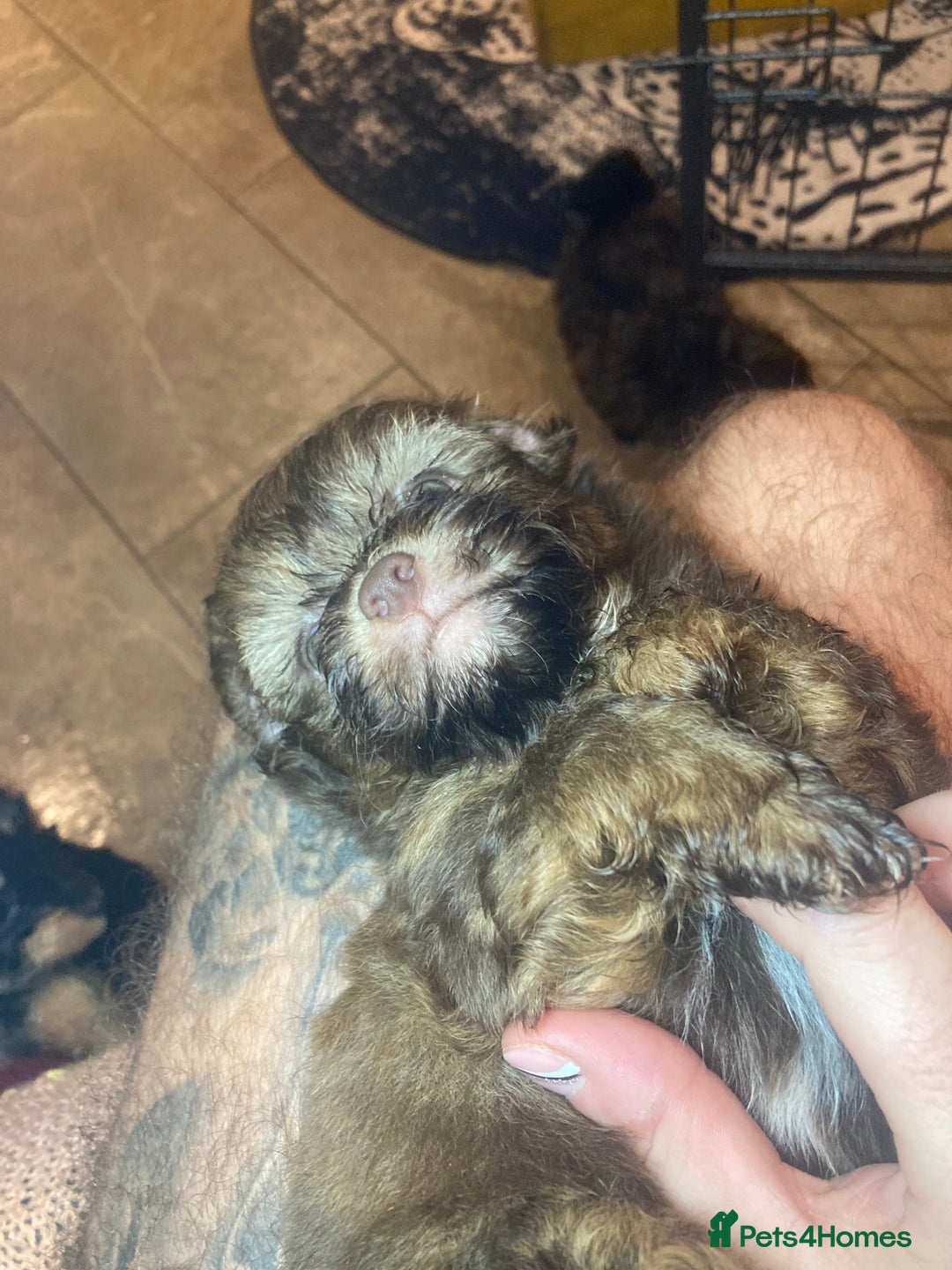 Shihpoo dogs for sale: Payment plans available Toy shihpoo puppies  - Image 12