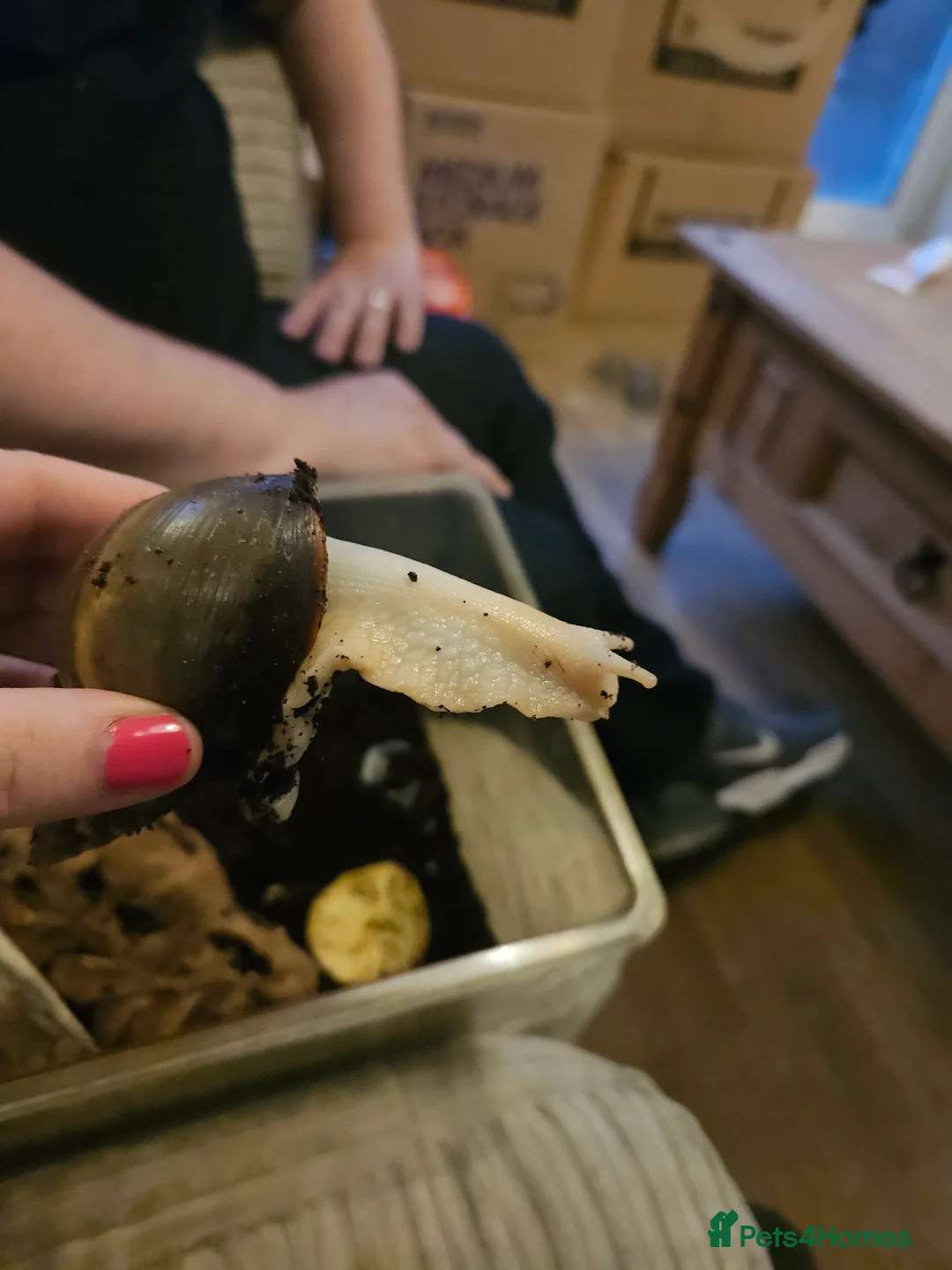 Snails invertebrates for sale: Free! To collect from Bromley incl set up - Advert 4