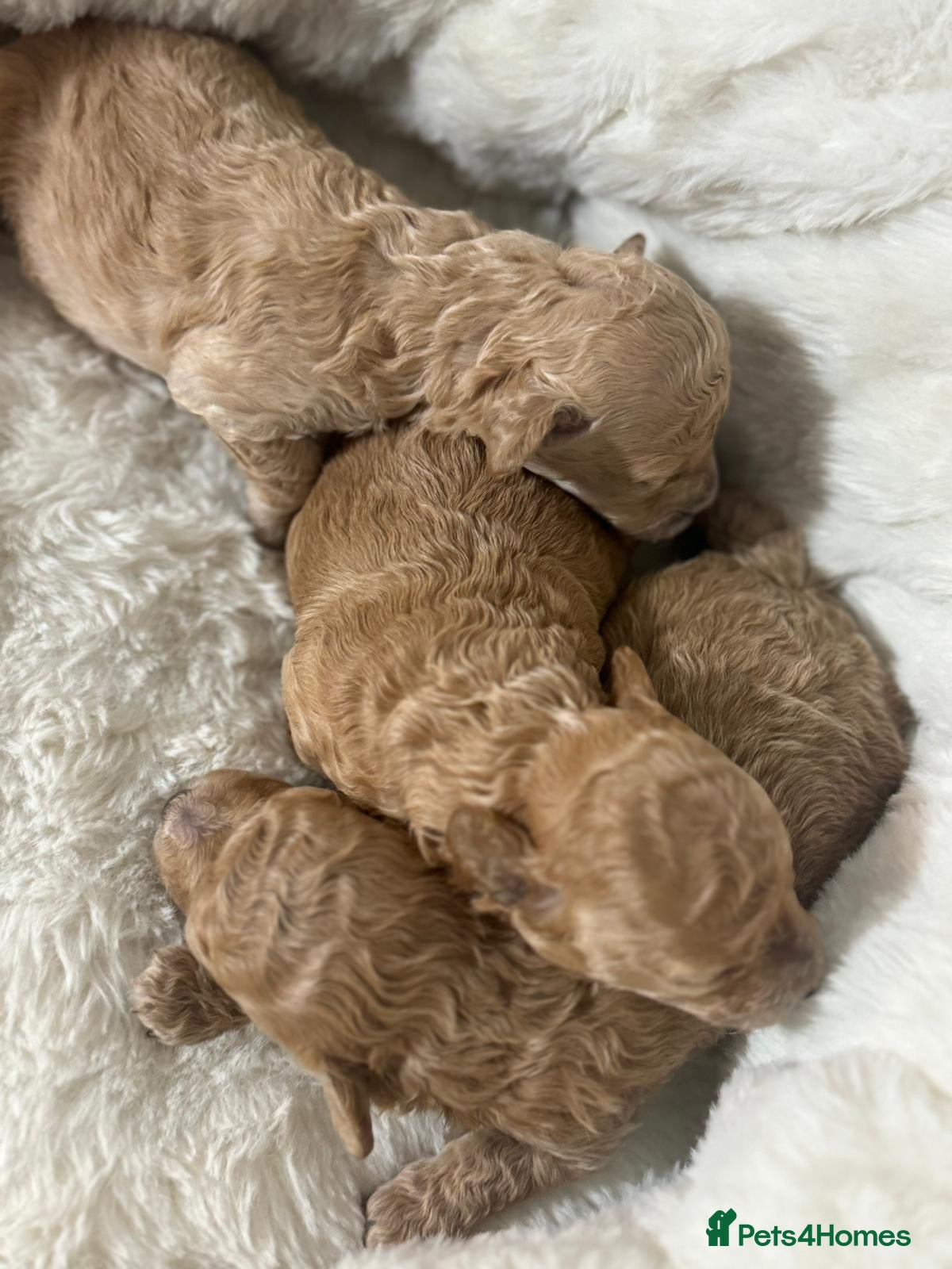 Toy Poodle dogs Stunning Toy Poodle KC Registered Girls - Advert 12