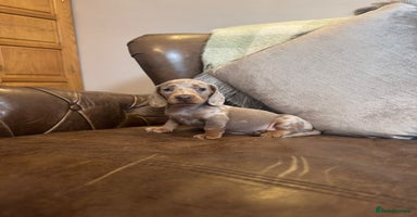 Miniature Dachshund dogs - Advert 16