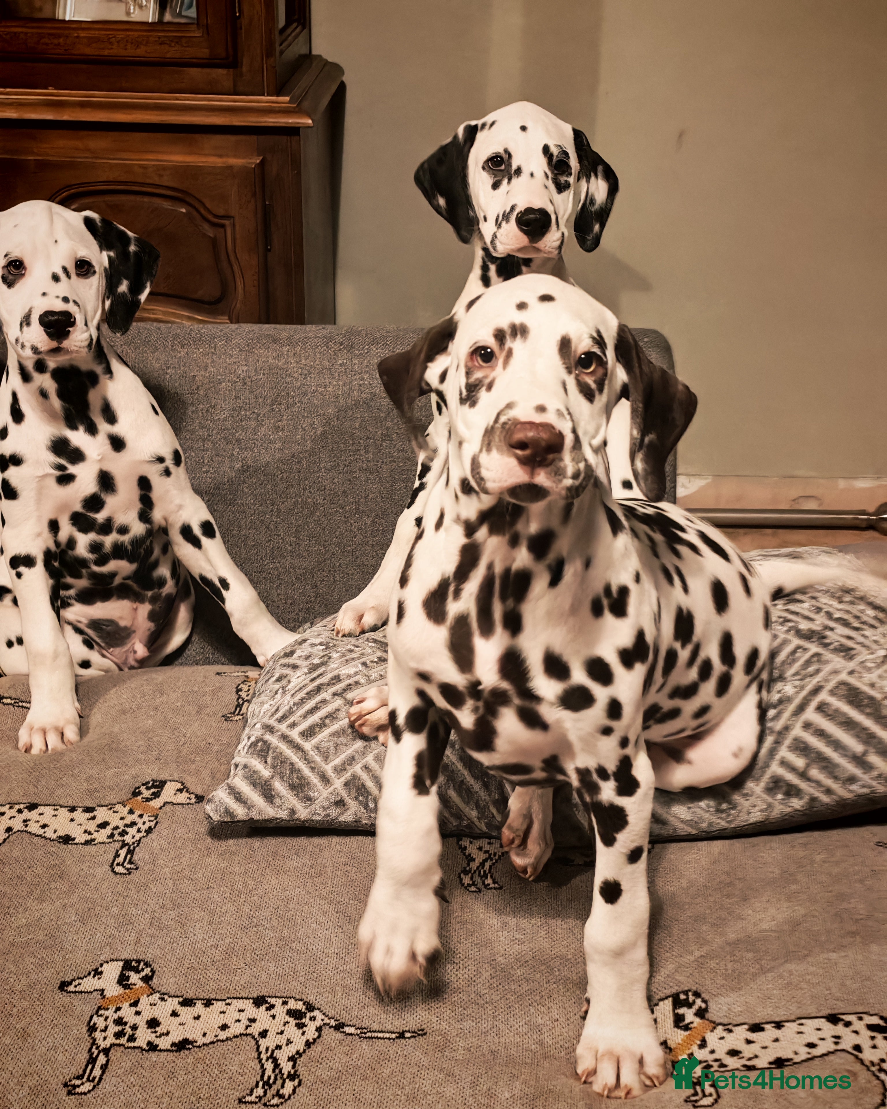 Dalmatian dogs Ready now - fully vaccinated, Champion bred - Advert 1
