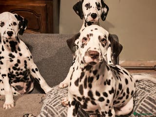 Dalmatian dogs Ready now - fully vaccinated, Champion bred - Advert 6