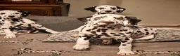 Dalmatian dogs for sale: Ready now - fully vaccinated, Champion bred - Advert 3