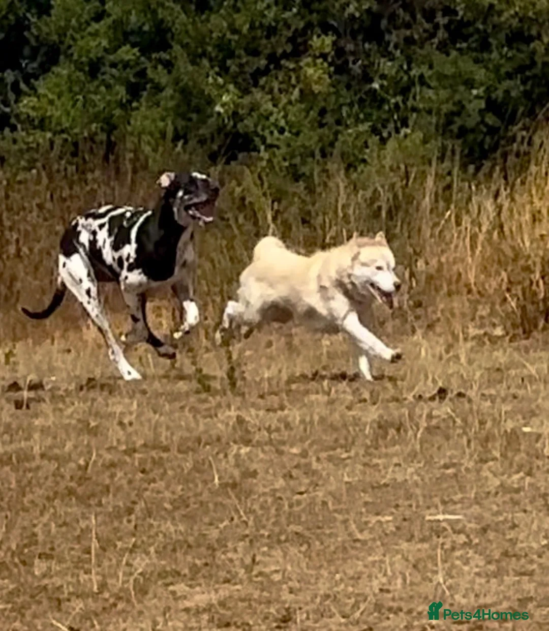 Siberian Husky dogs for sale: Farley - Advert 2