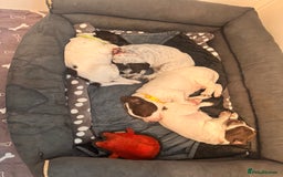 English Springer Spaniel dogs for sale: Springer Spaniel Pups  - Image 8