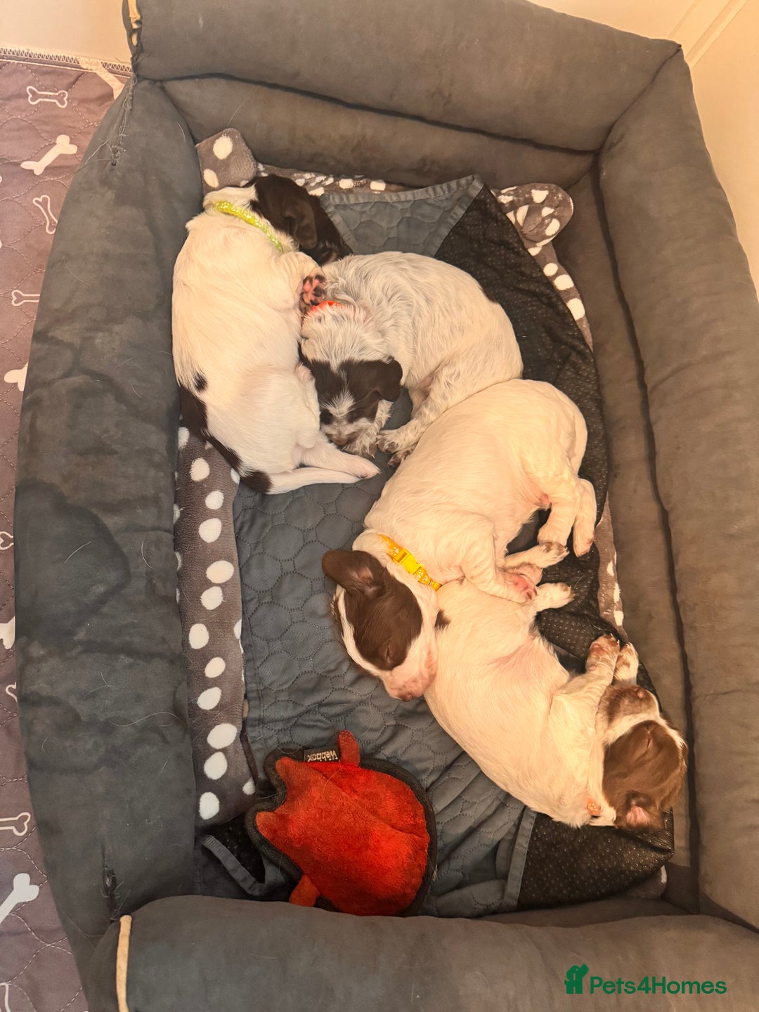 English Springer Spaniel dogs for sale: Springer Spaniel Pups  - Image 8