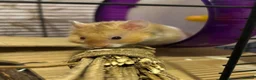 Hamster rodents for sale: Male Syrian long hair  in Hayle - Advert 2