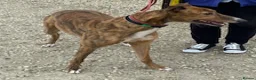 Greyhound dogs for adoption: Super friendly Colin wants a new forever home - Advert 3