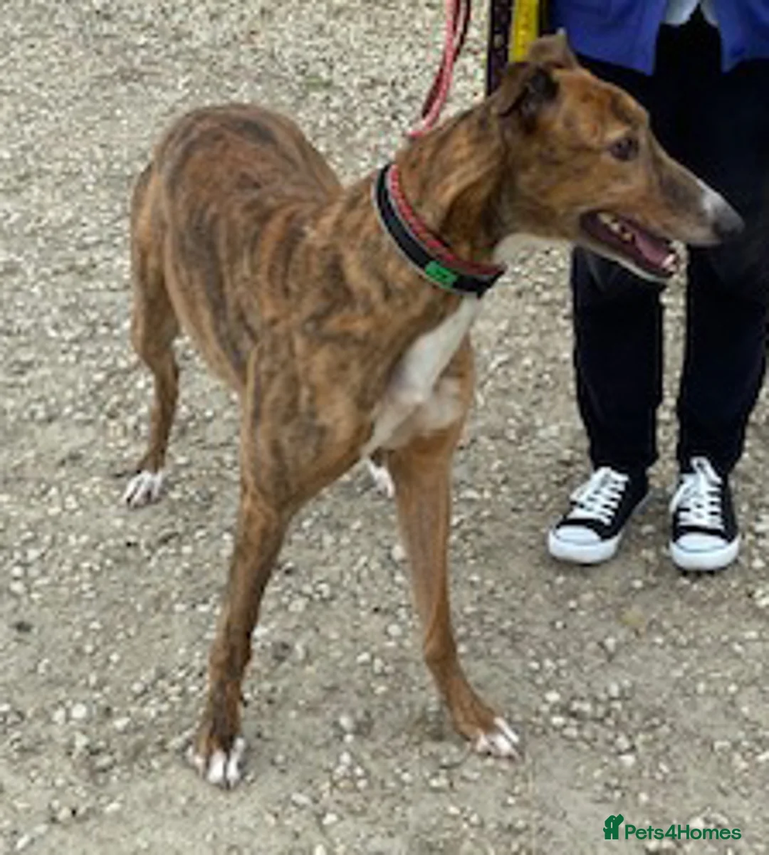 Greyhound dogs for adoption: Super friendly Colin wants a new forever home - Advert 3