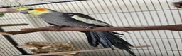 Cockatiels birds for sale: Cockatiel for sale in Trowbridge - Advert 3