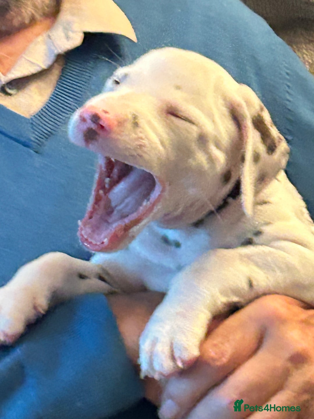 Dalmatian dogs for sale: Dalmatian Puppies - Advert 6