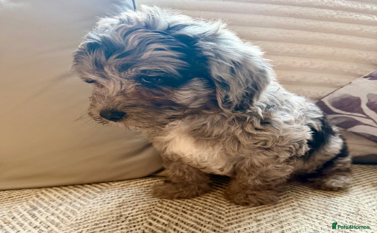 Lhasapoo dogs - Advert 2