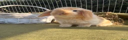 Mini Lop rabbits for sale: *Mini Lop Babies  - Advert 12