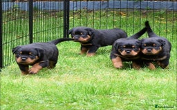 Rottweiler dogs for stud: Onex de Tierra Ibera now available for stud in Newark - Image 33