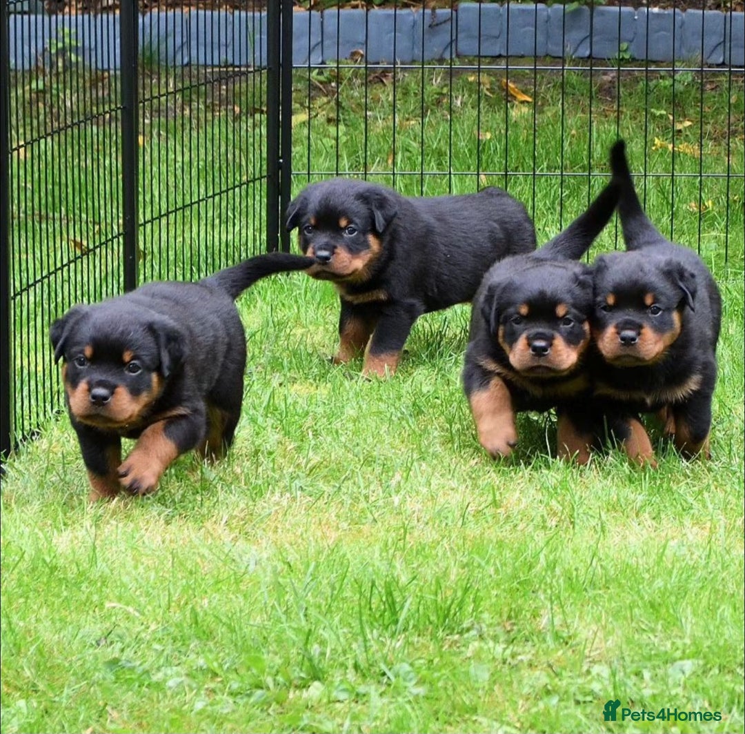 Rottweiler dogs for stud: Onex de Tierra Ibera now available for stud in Newark - Image 33