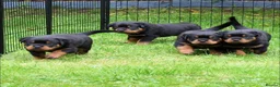 Rottweiler dogs for stud: Onex de Tierra Ibera available for stud in Newark - Advert 33