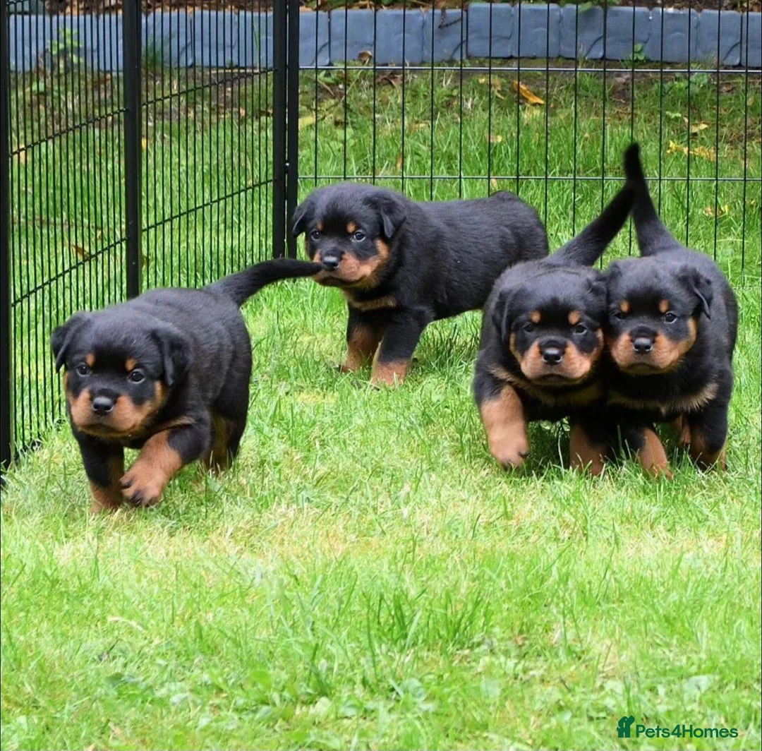 Rottweiler dogs for stud: Onex de Tierra Ibera available for stud in Newark - Advert 33