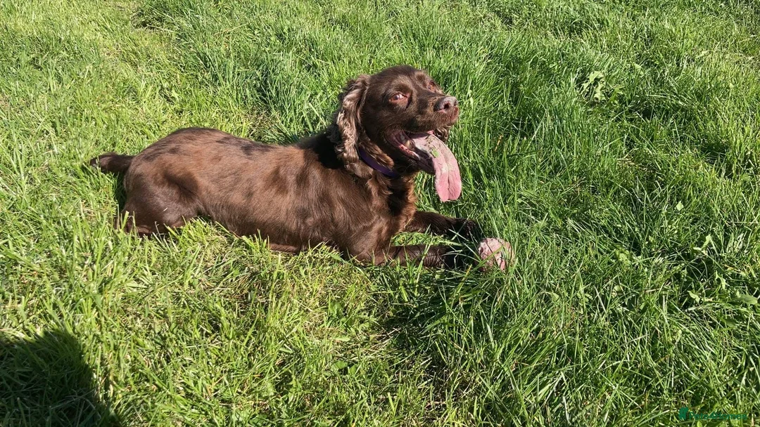 Cocker Spaniel dogs for sale: Penny ❤️ - Advert 5