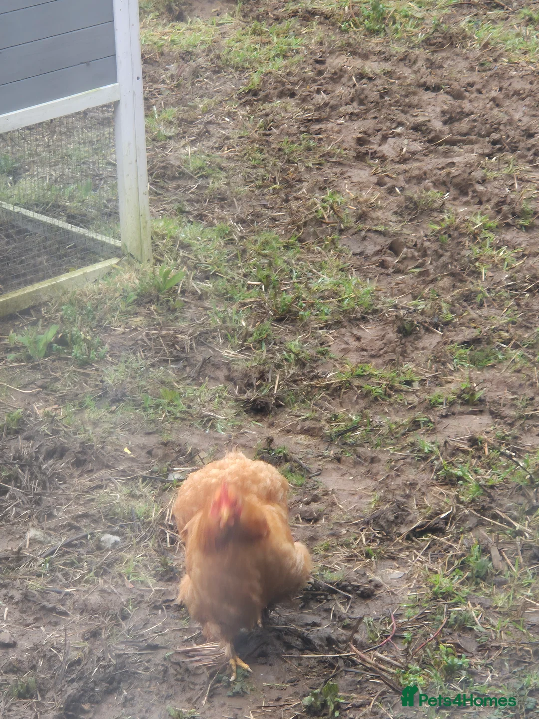 Chickens poultry for sale: 5 x pekins hens and omelet hutch  - Advert 3