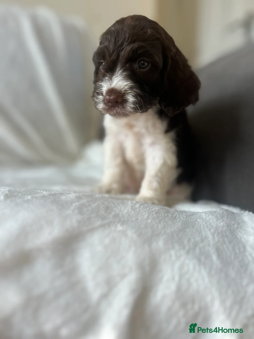 Cockapoo dogs for sale: beautiful cockapoo girl  - Advert 4