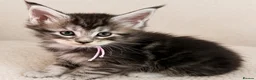 Maine Coon cats for stud: GCCF & TICA Blue Silver Mackerel Tabby - Advert 14