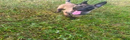 Belgian Shepherd Dog dogs for sale: Belgain malinois  - Advert 5