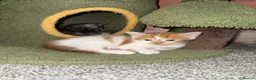 Mixed Breed cats for sale: Lovely kittens - Advert 11