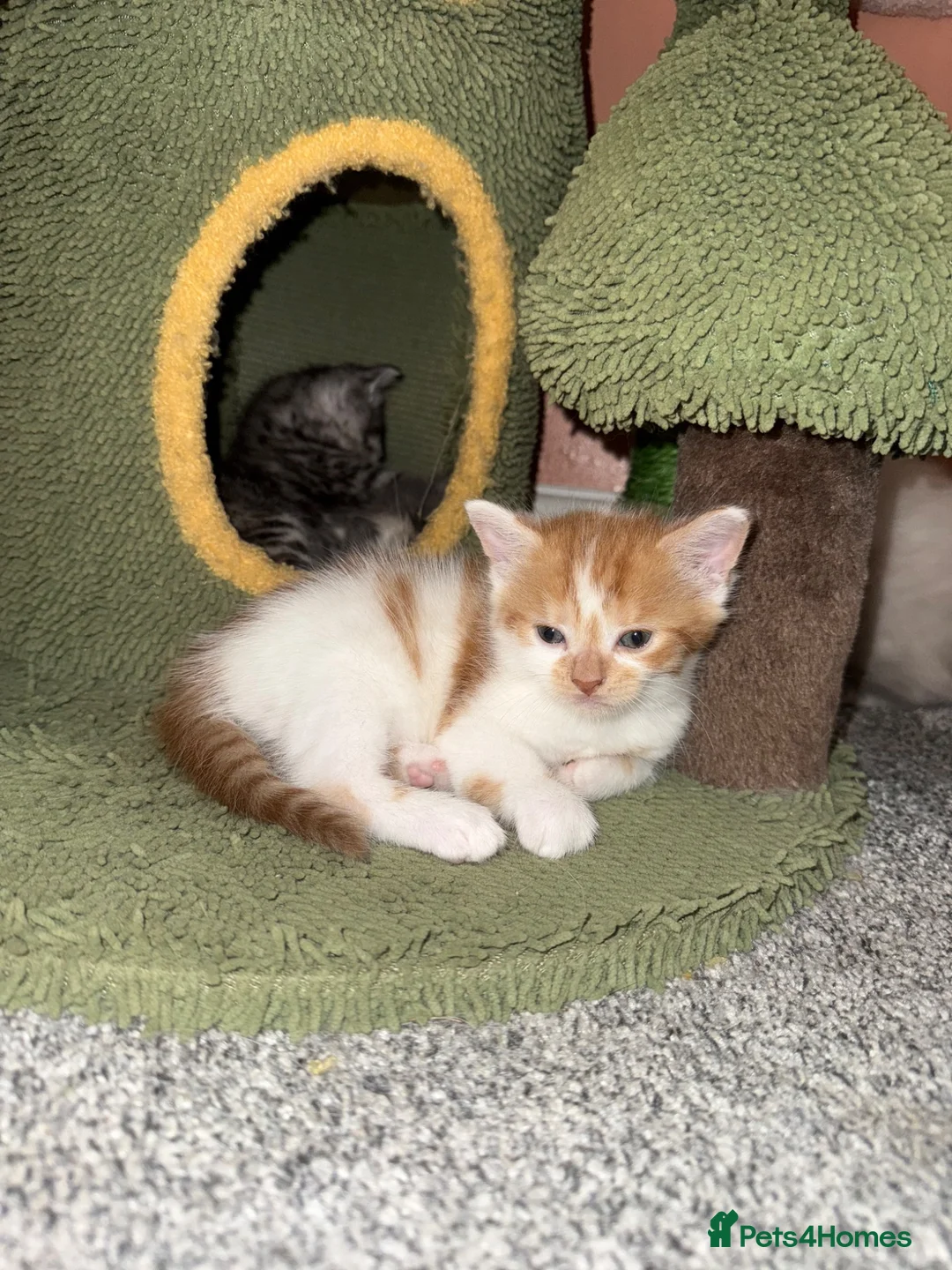 Mixed Breed cats for sale: Lovely kittens - Advert 11