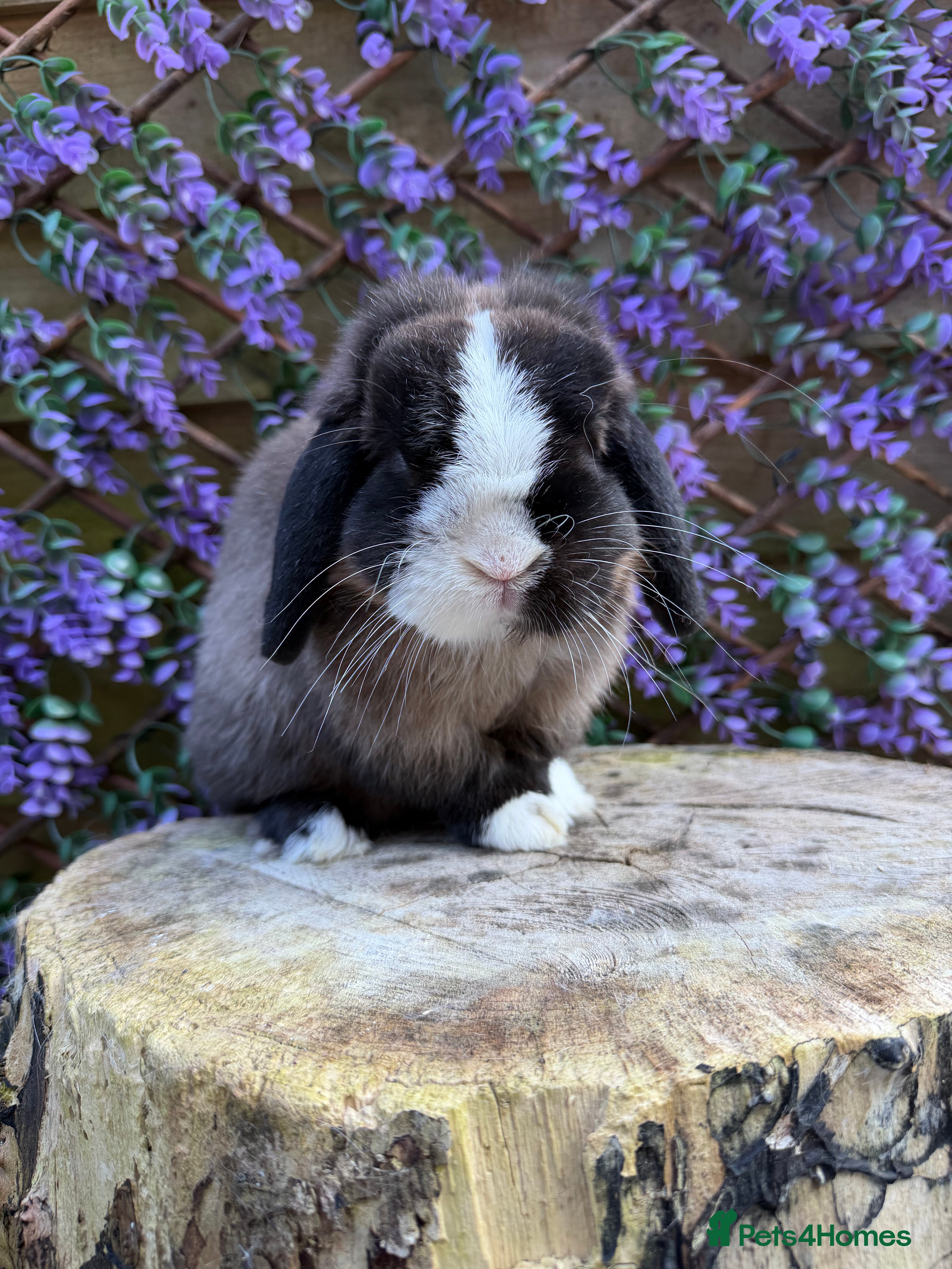 Mini Lop rabbits Mini Lop - Advert 10