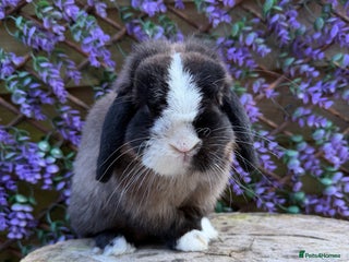 Mini Lop rabbits - Advert 1