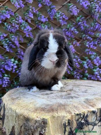 Mini Lop rabbits - Advert 1